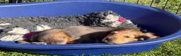 Dachshund dogs for sale: 2 KC Standard Long Haired Dachshund Puppies - Advert 8