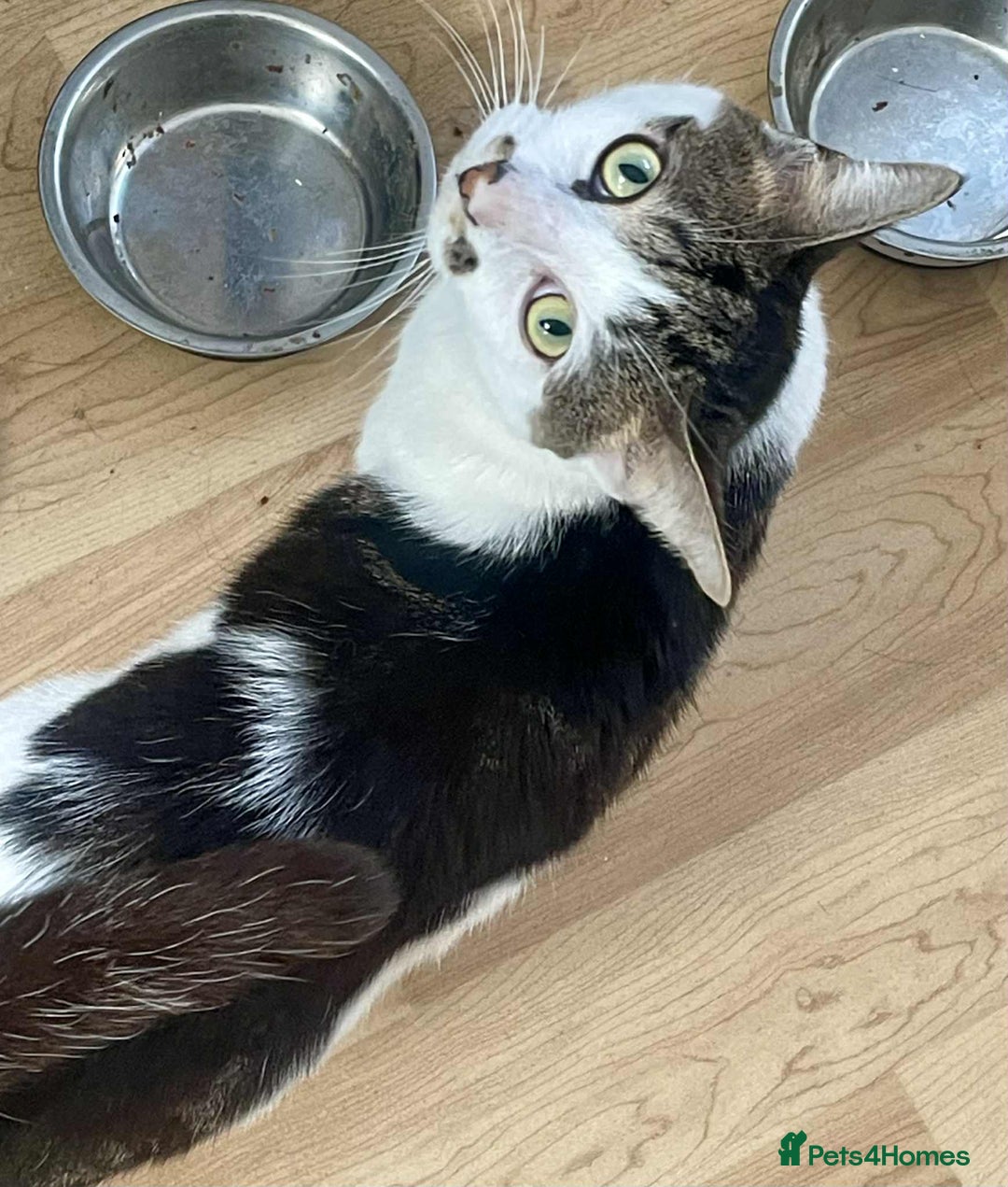 Mixed Breed cats for sale: 3 cats for sale  - Advert 7