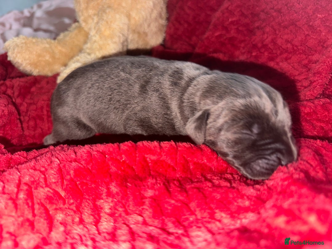 Cane Corso dogs for sale: Purebred Cane Corso  - Advert 7