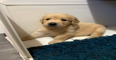 Golden Retriever dogs - Advert 1