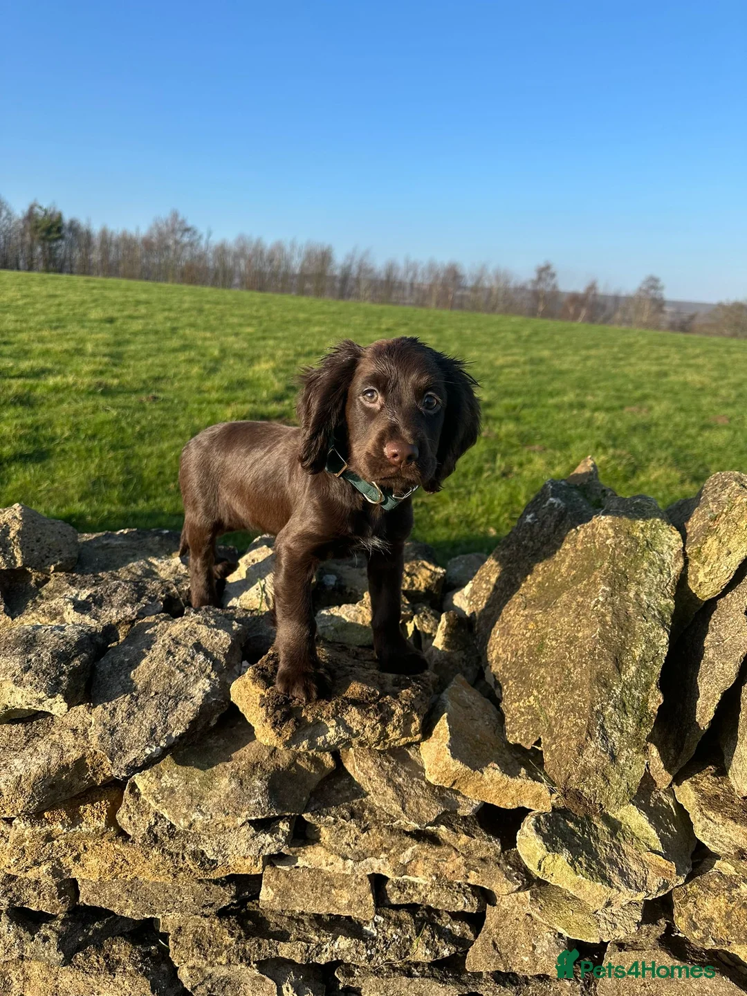Cocker Spaniel dogs for sale: KC Chocolate cocker spainel bitch - Advert 1