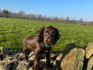 Cocker Spaniel dogs KC Chocolate cocker spainel bitch - Advert 2