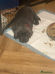 Cane Corso Puppy 4 red
