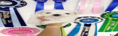 Boy 1