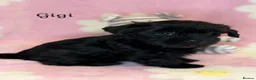 Yorkshire Terrier dogs for sale: Girls-Gorgeous Yorkshire Terrier-Ready 14 August - Advert 15