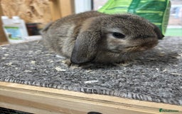 Mini Lop rabbits for sale: Pedigree Minilop babies for sale  - Image 5