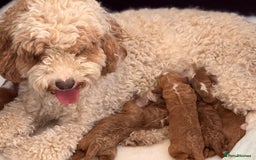 Labradoodle dogs for sale: Labradoodles  - Image 4