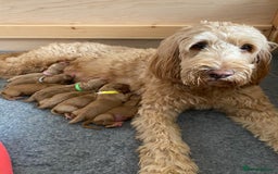 Double Doodle dogs for sale: Beautiful Double Doodle Puppies - Image 13