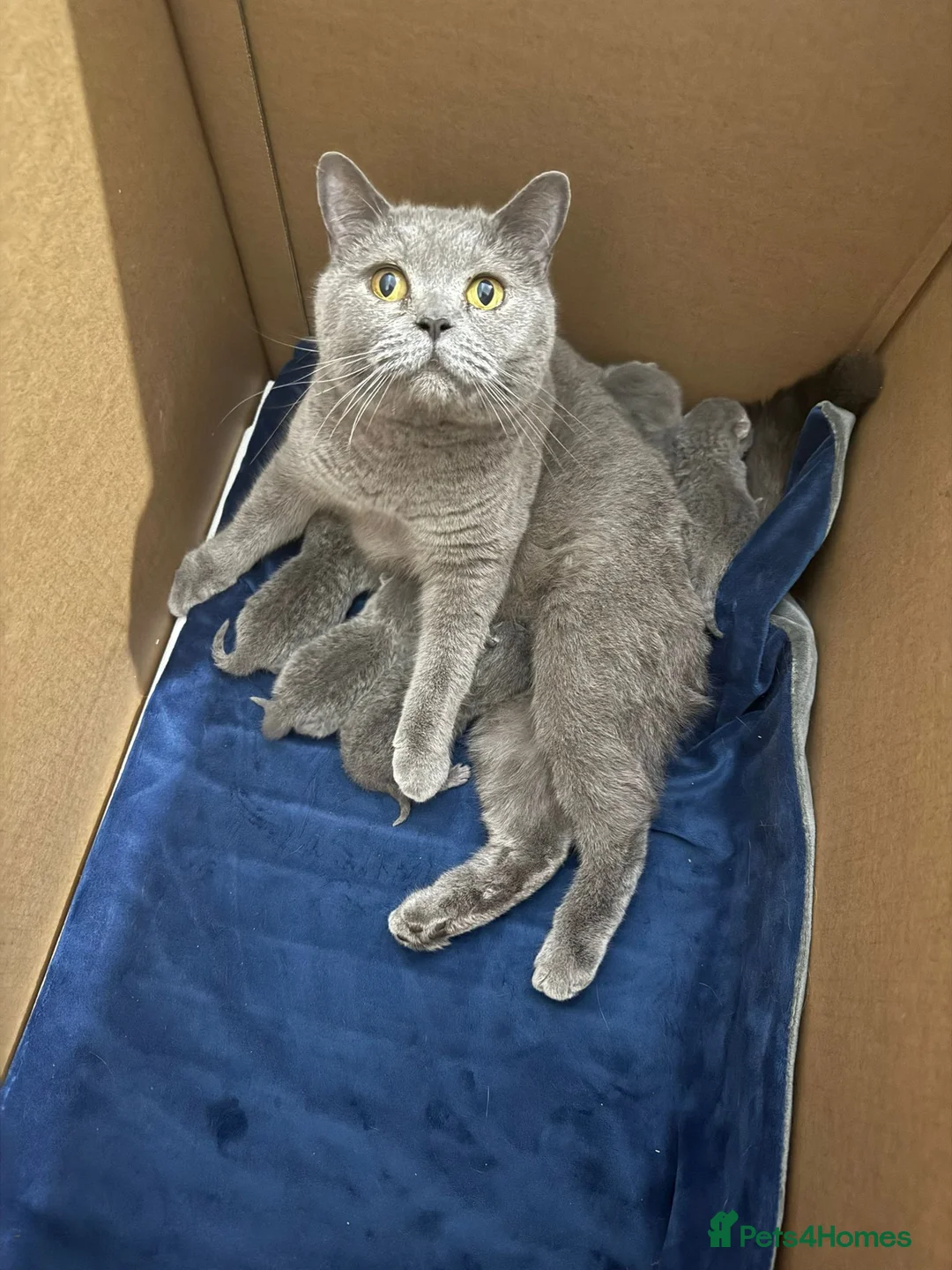 British Shorthair cats for sale: Blue British Shorthair Kittens | Pedigree in London - Advert 1