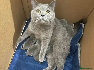 British Shorthair cats Blue British Shorthair Kittens | Pedigree - Advert 1
