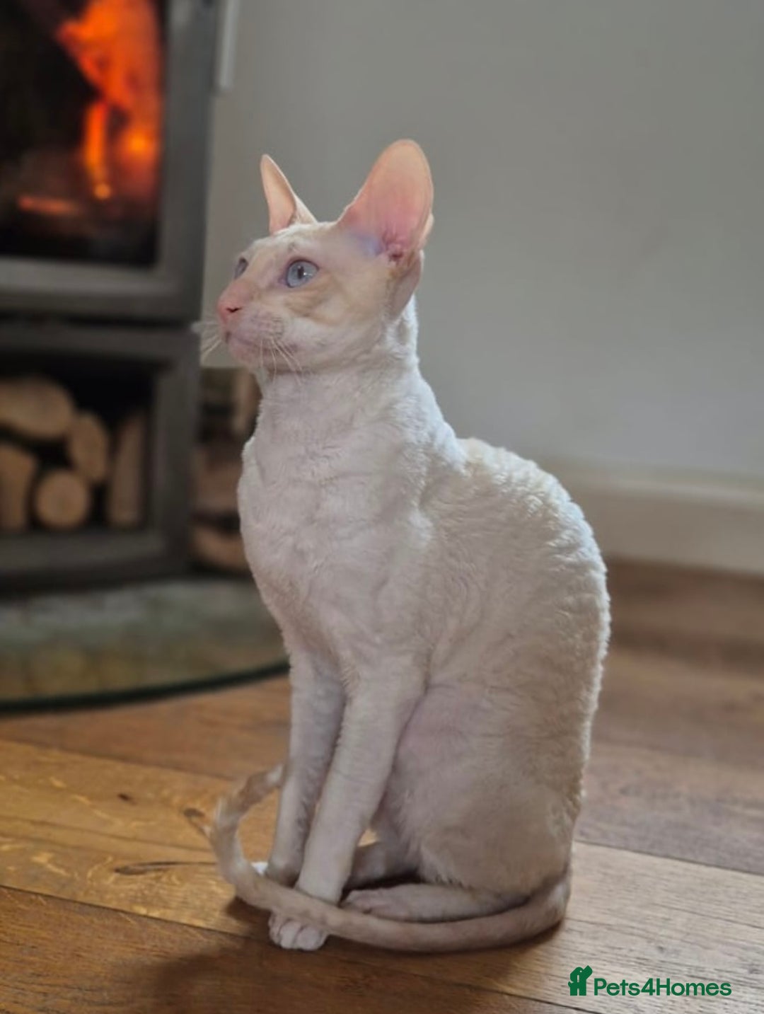 Devon Cornish Rex Allergy Cats Cornish Rex Hypoallergenic 2025