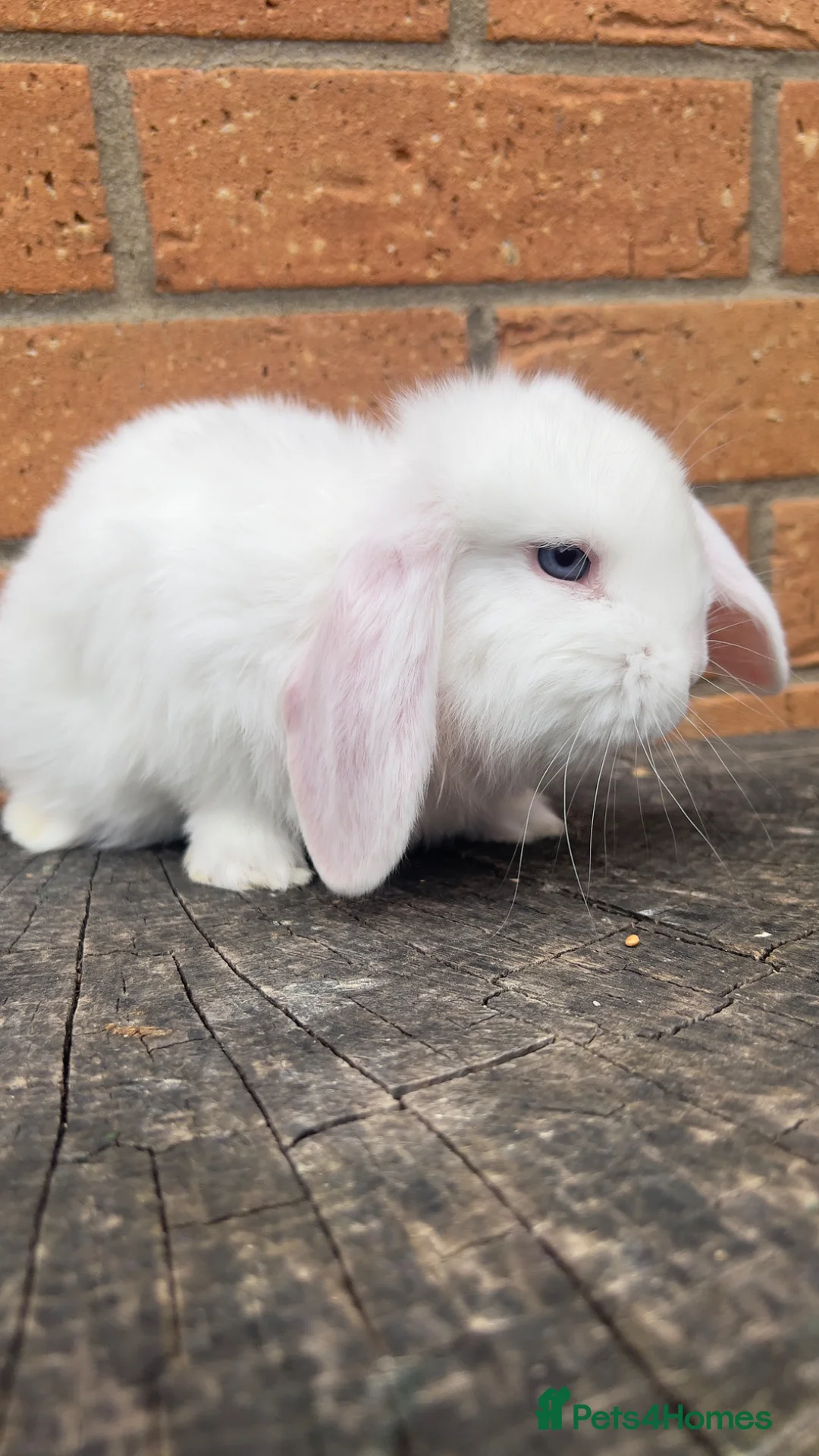 French Lop rabbits for sale: Quality French Lop Rabbits - Advert 10
