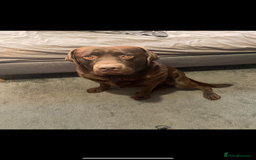 Labrador Retriever dogs for stud: Chocolate Labrador for Stud  in Doncaster - Image 11