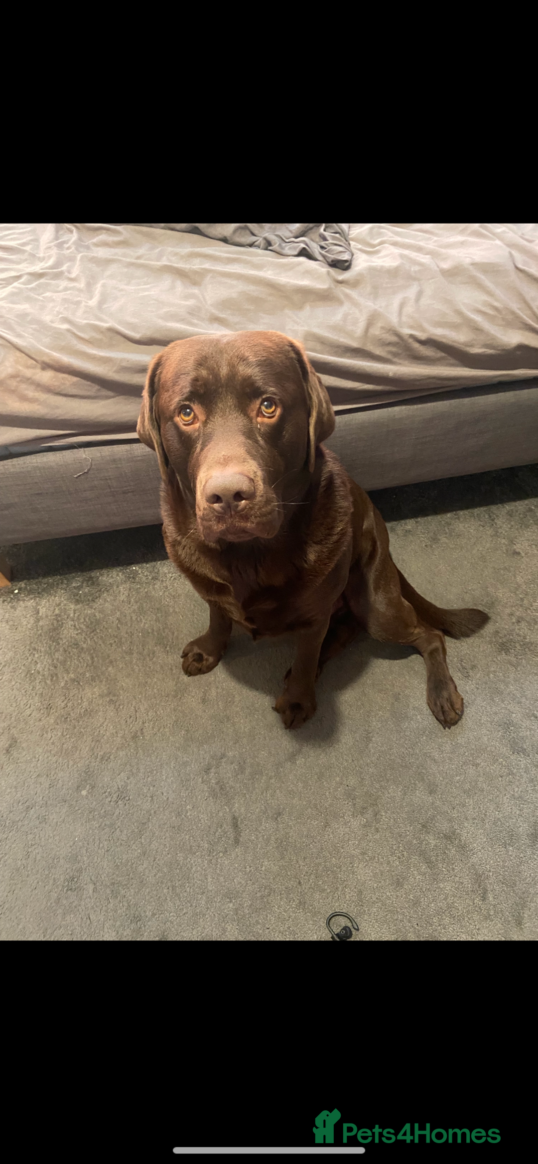 Labrador Retriever dogs for stud: Chocolate Labrador for Stud  in Doncaster - Image 11