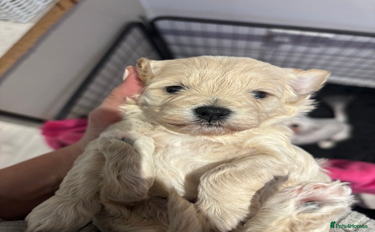 Maltipoo dogs - Advert 16