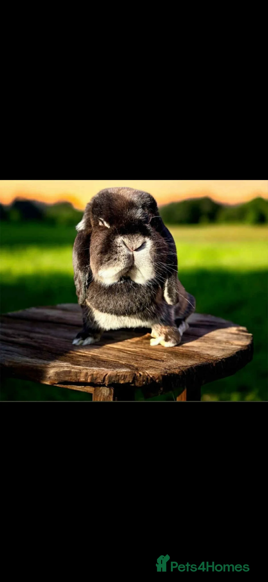 Mini Lop rabbits for sale: Mini lop babies  - Advert 1