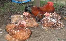 Chickens poultry for sale: Pekin pullets, Silver/black, & Millefleur - Image 8