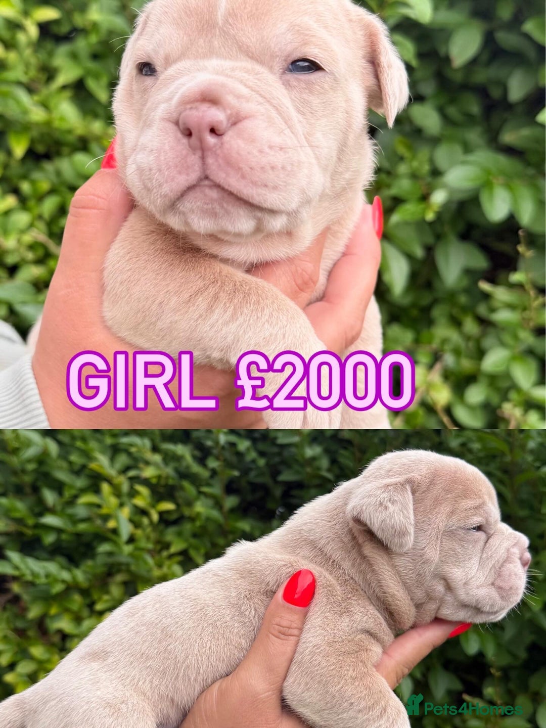 Olde English Bulldogge dogs for sale: Old English Bulldog Pups - Image 3