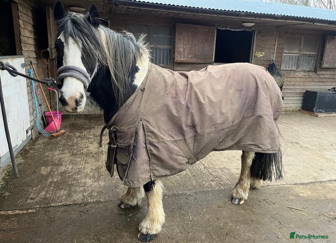 Other Breed horses for sale: Willow  - Advert 2