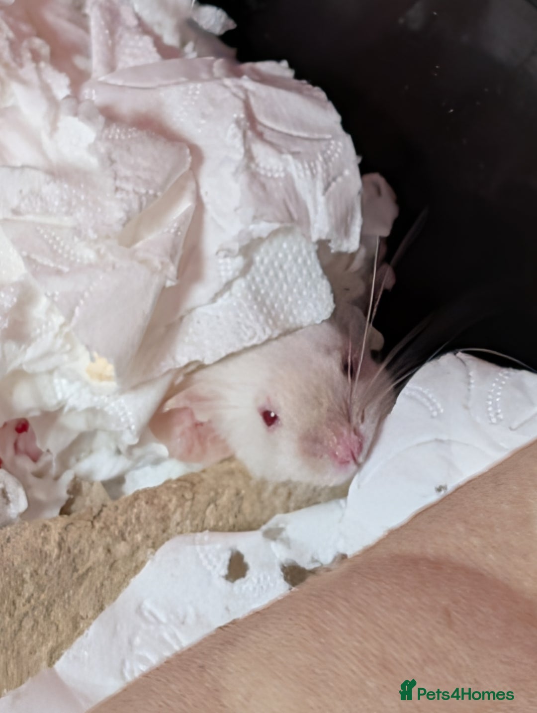 Mouse rodents for sale: Female mouse for rehoming - Advert 1