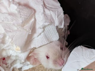 Mouse rodents Female mouse for rehoming - Advert 6