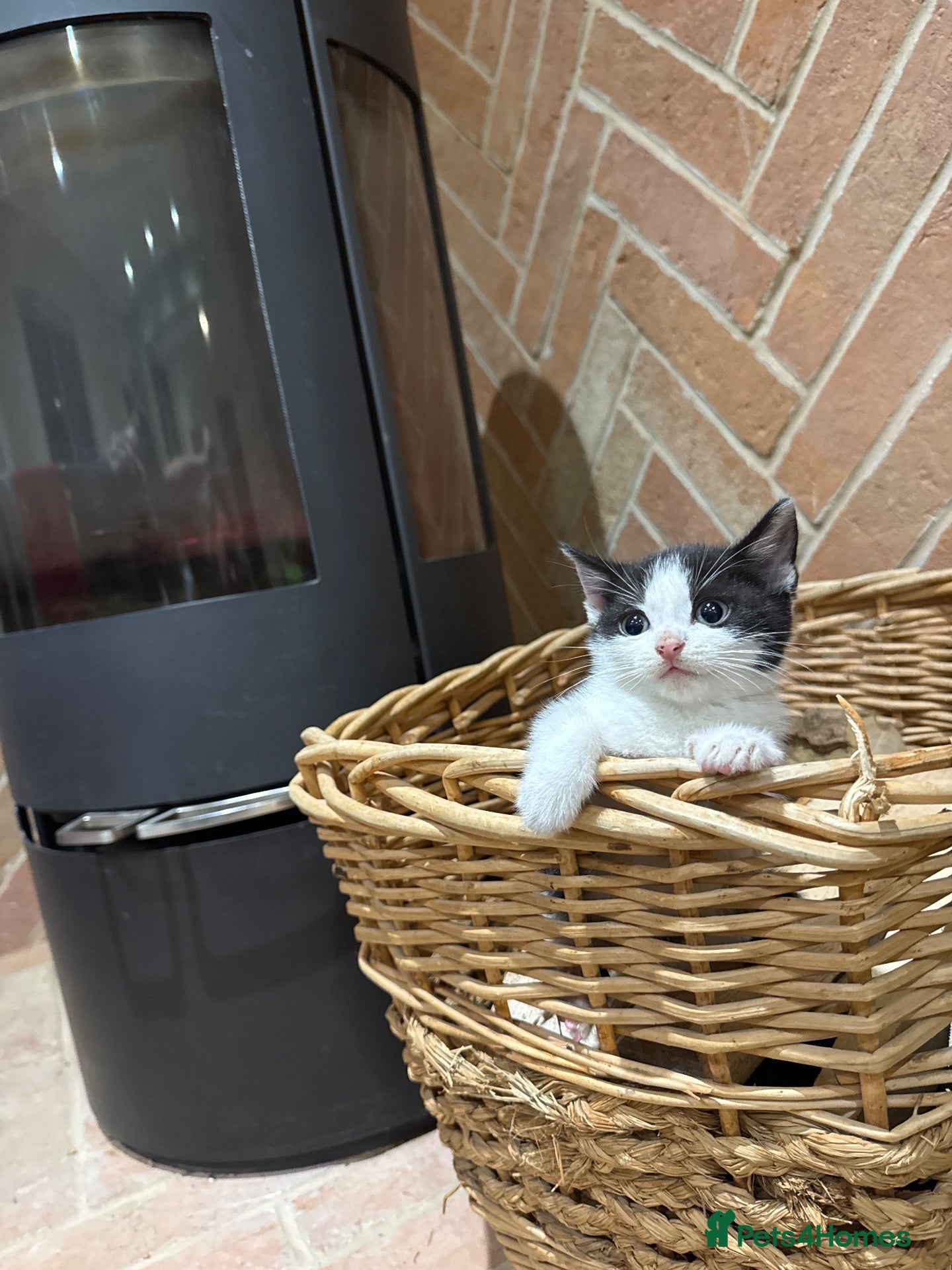 Bombay cats for sale: Little baby boy  are looking for forever homes  - Advert 3