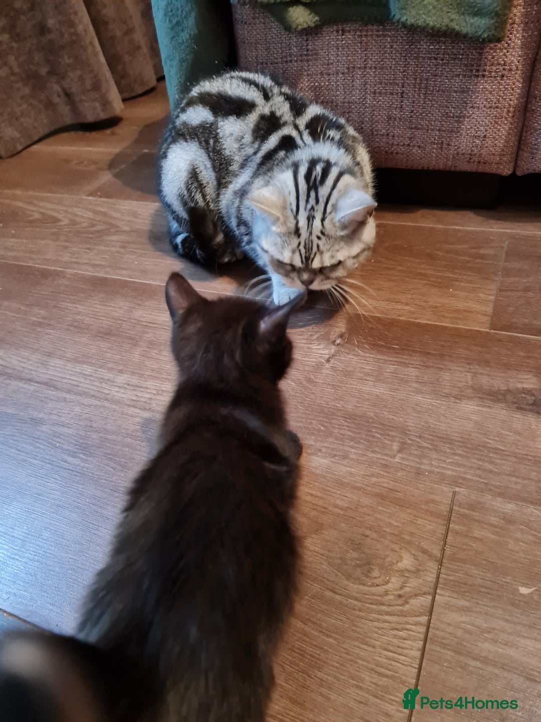 Mixed Breed cats for sale: Mixed kitten looking for new home - Image 6