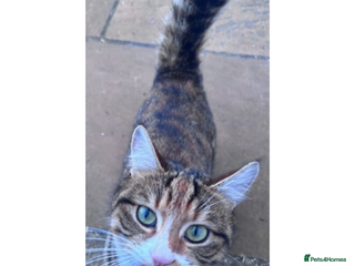 Mixed Breed cats Two Bonded Sister Cats – Spayed, Loving, - Advert 3