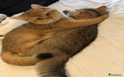 British Shorthair cats for sale: GOlD BRITISH SHORTHAIR KITTENS FOR SALE - Image 8