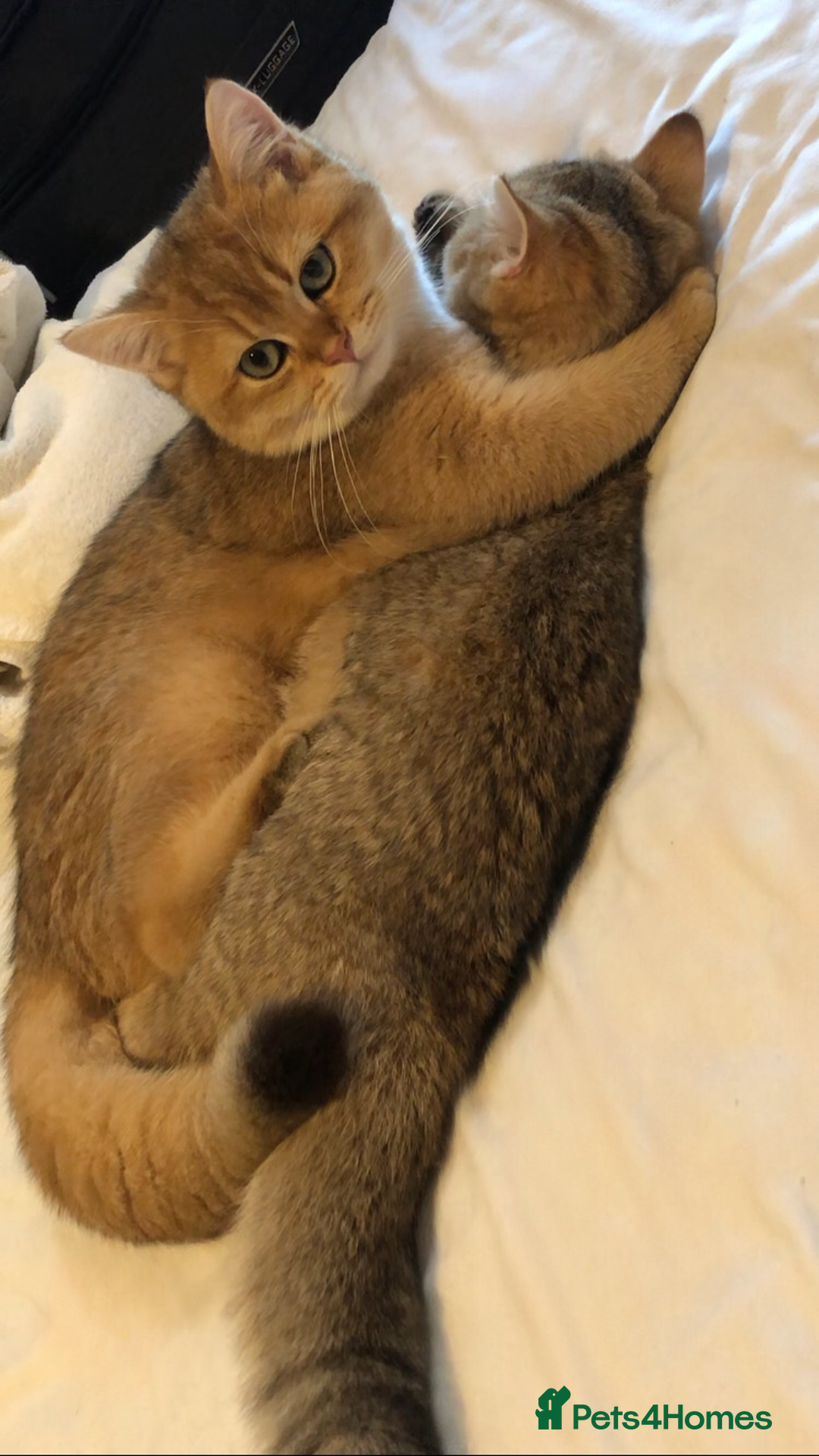 British Shorthair cats for sale: GOlD BRITISH SHORTHAIR KITTENS FOR SALE - Image 8