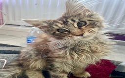 Maine Coon cats for sale: Pedigree Maine Coon kittens  - Image 5