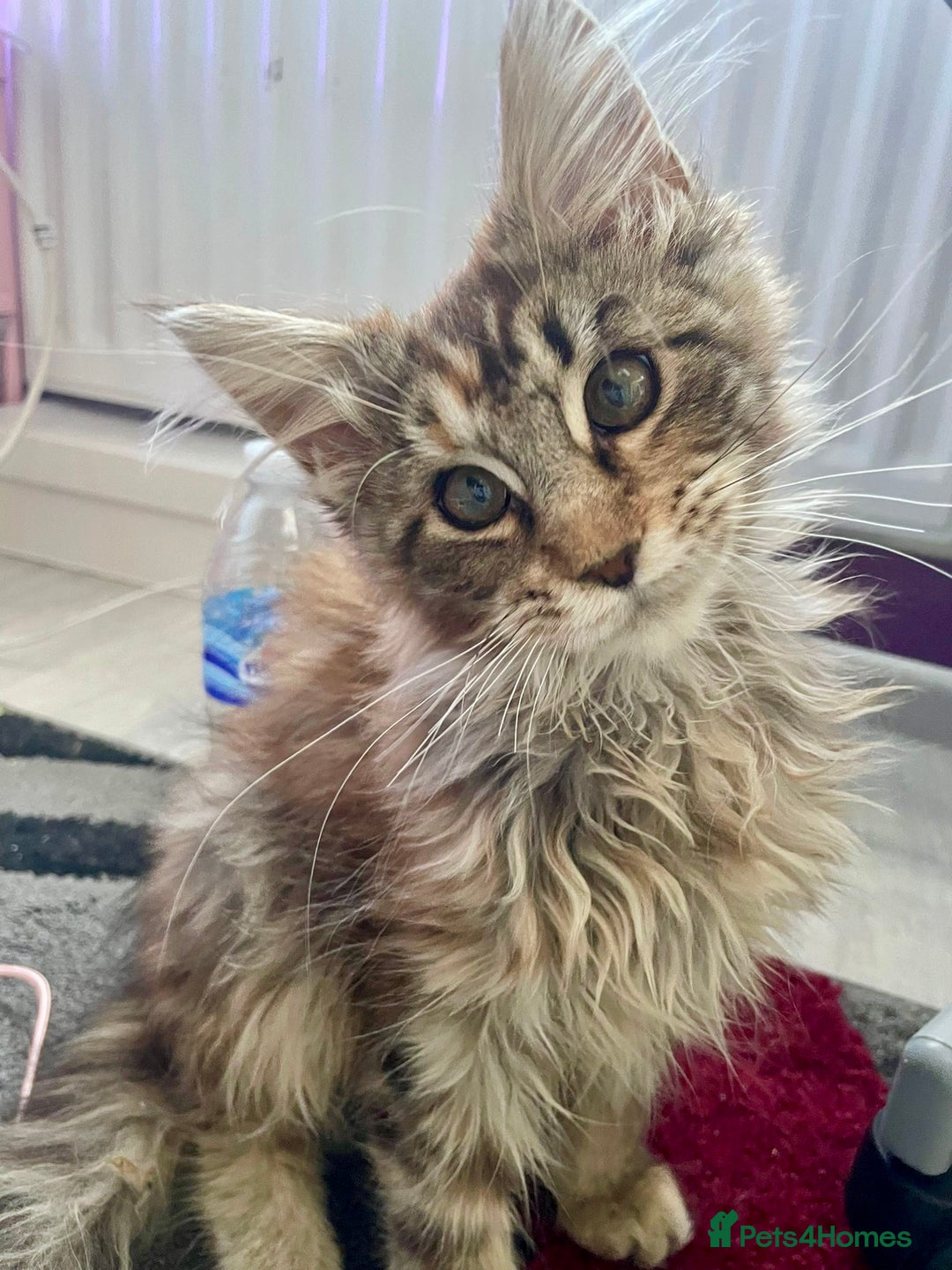Maine Coon cats for sale: Pedigree Maine Coon kittens  - Image 5