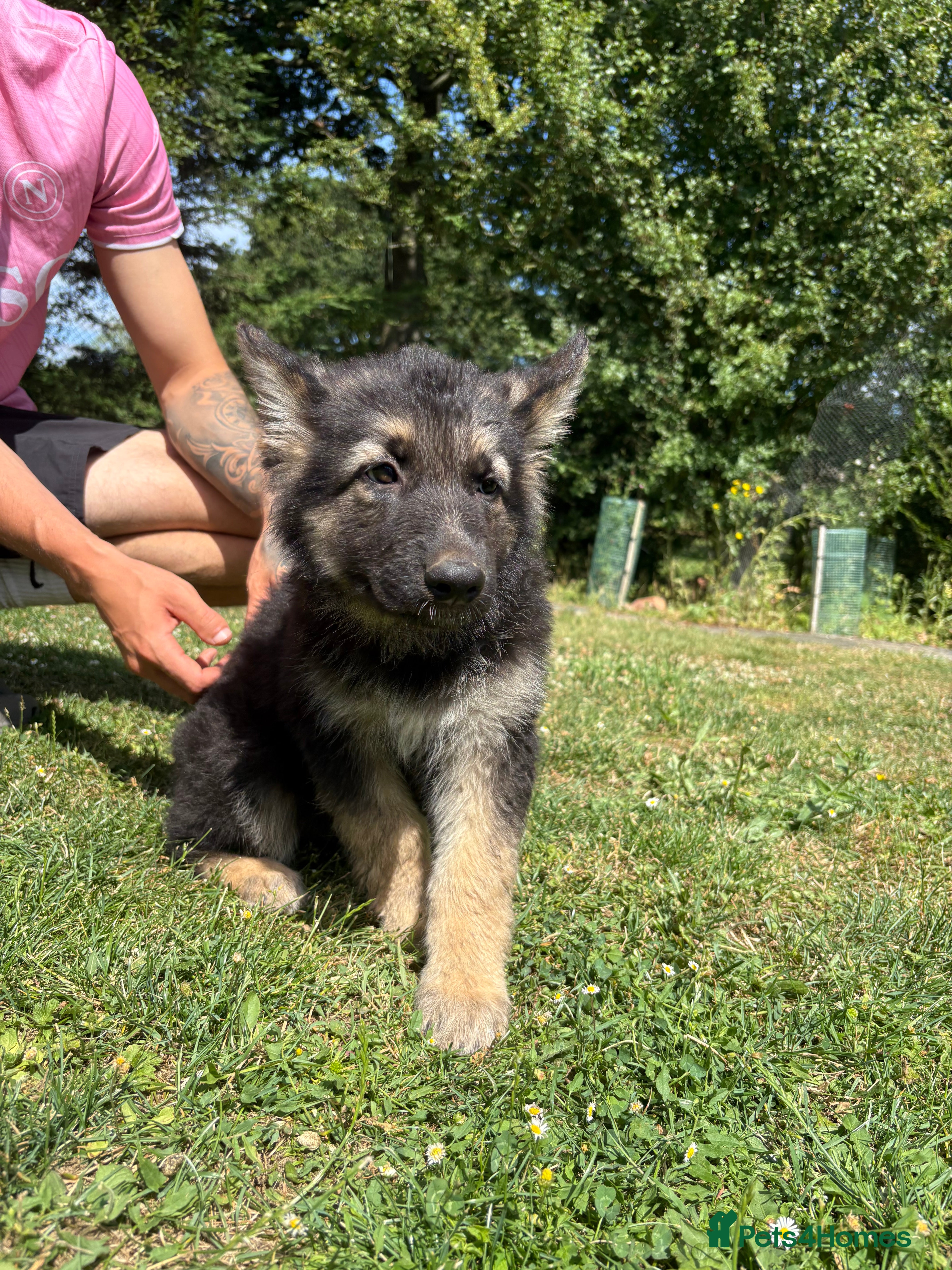 German Shepherd dogs Beautiful German Shepherd puppies for sale - Advert 2