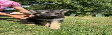 German Shepherd - Pink Girl