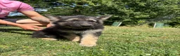 German Shepherd dogs for sale: Beautiful German Shepherd puppies for sale - Advert 2
