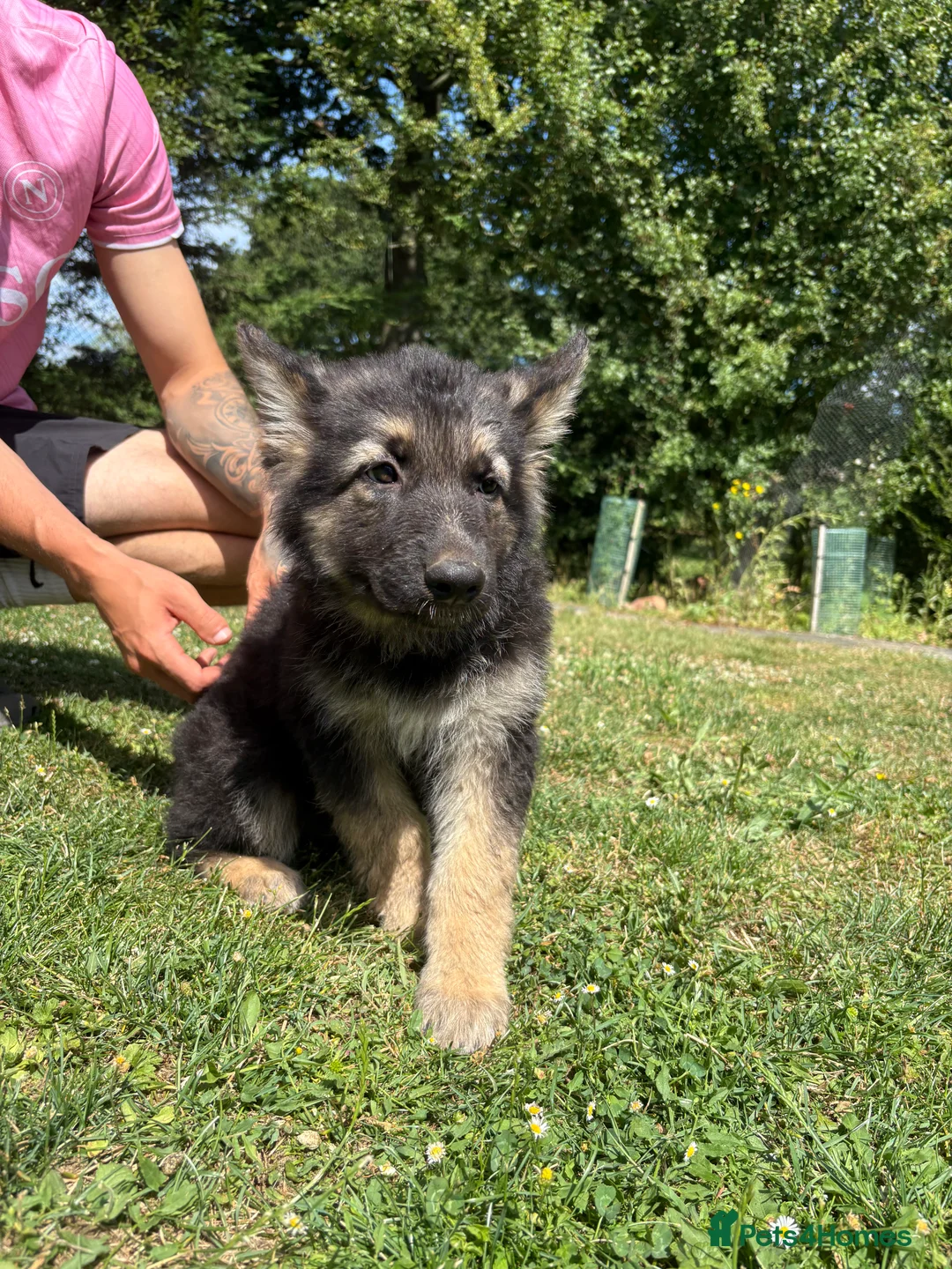 German Shepherd dogs for sale: Beautiful German Shepherd puppies for sale - Advert 2