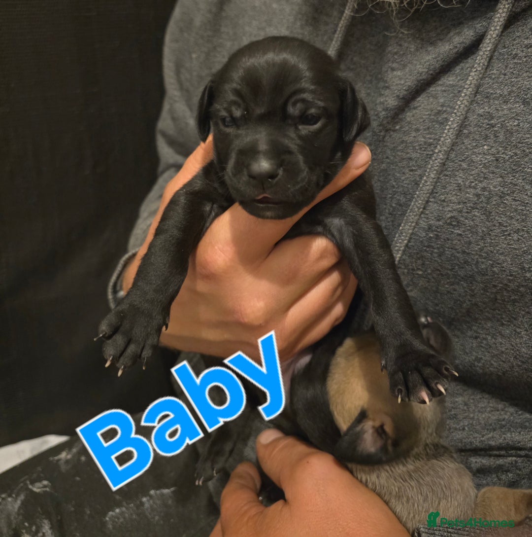 Mixed Breed dogs for sale: Pug x Lucher  - Image 23