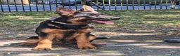 German Shepherd dogs for sale: German Shepherd Puppies (champions parents)  - Advert 8