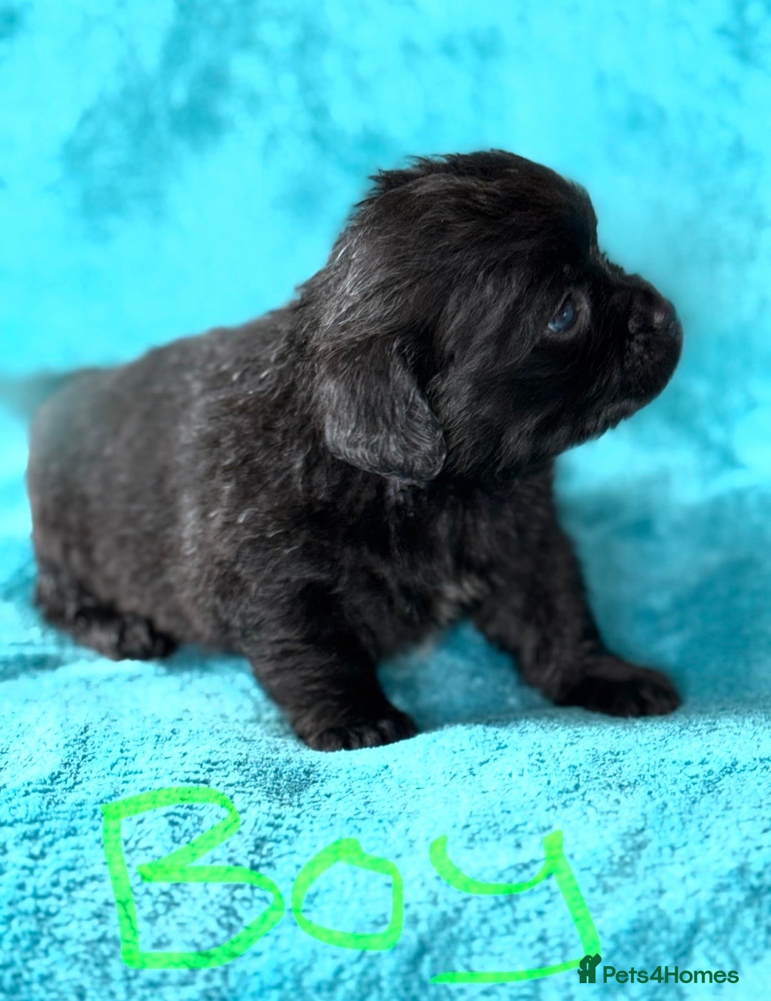 Mixed Breed dogs for sale: 3 CockerJack x Pomeranian Puppies - Advert 11