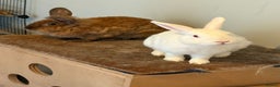 Mixed Breed rabbits for sale: 3Yr old Male & Female Rabbits - Advert 2