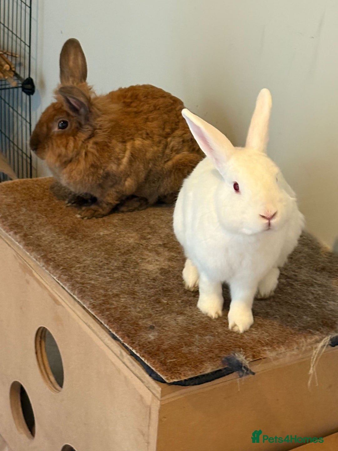 Mixed Breed rabbits for sale: 3Yr old Male & Female Rabbits - Advert 2