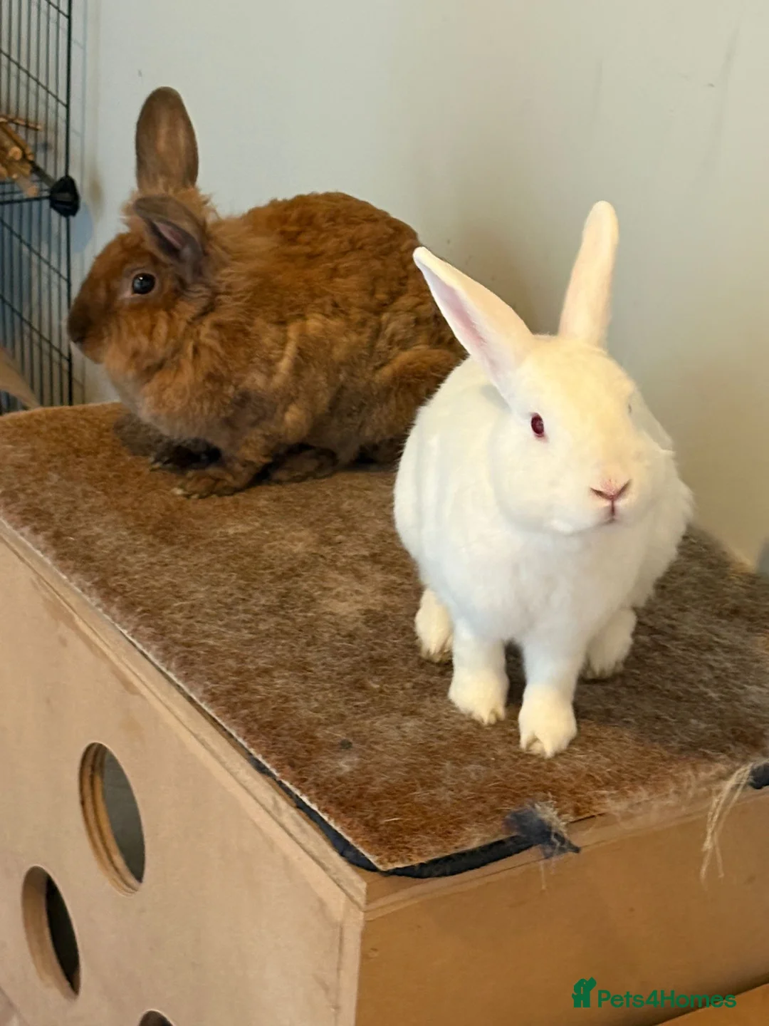 Mixed Breed rabbits for sale: 3Yr old Male & Female Rabbits - Advert 2