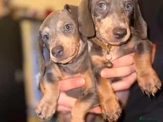 Miniature Dachshund dogs Last 2 Blue&Tan Miniauture Dachshunds✨ - Advert 15