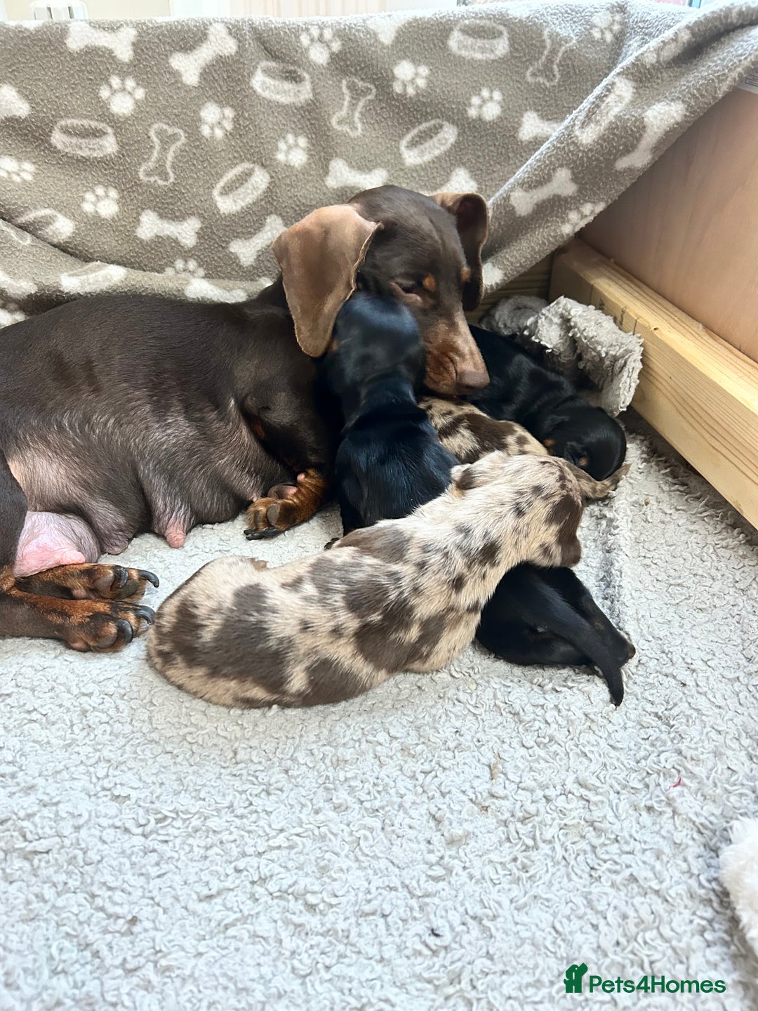 Miniature Dachshund dogs for sale: Miniature Dachshunds Ready 6th Feb  - Advert 8