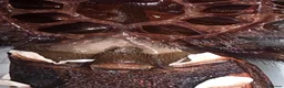 Tarantulas invertebrates for sale: Mexican red leg trantula female  in Gloucester - Advert 2