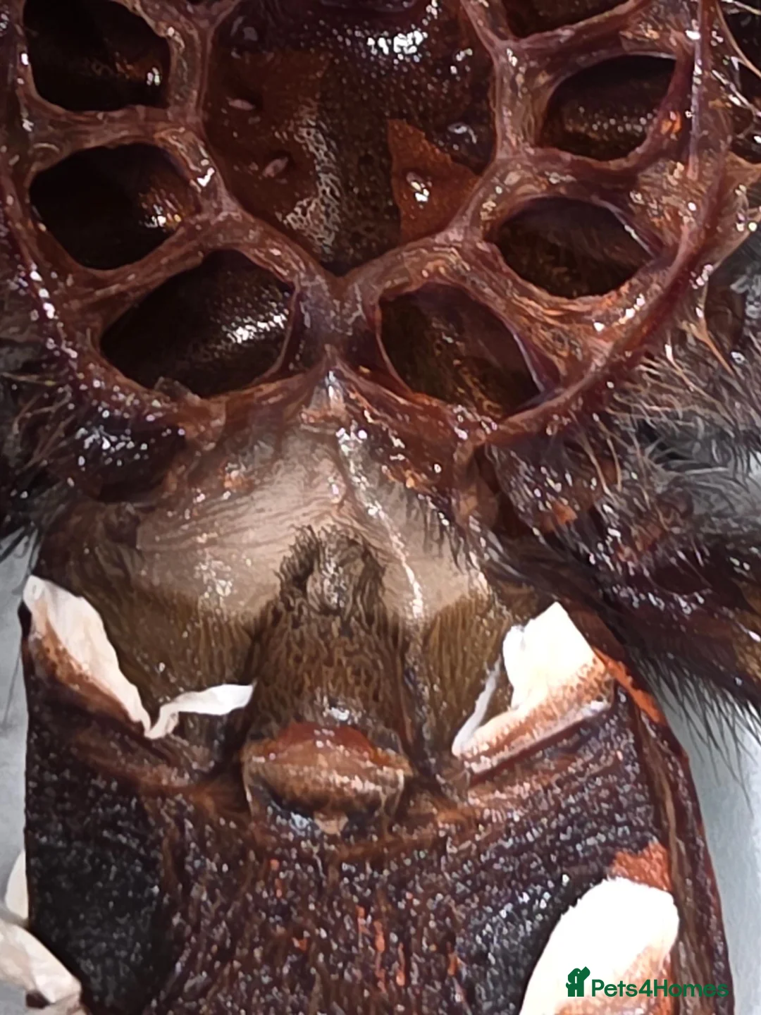 Tarantulas invertebrates for sale: Mexican red leg trantula female  in Gloucester - Advert 2