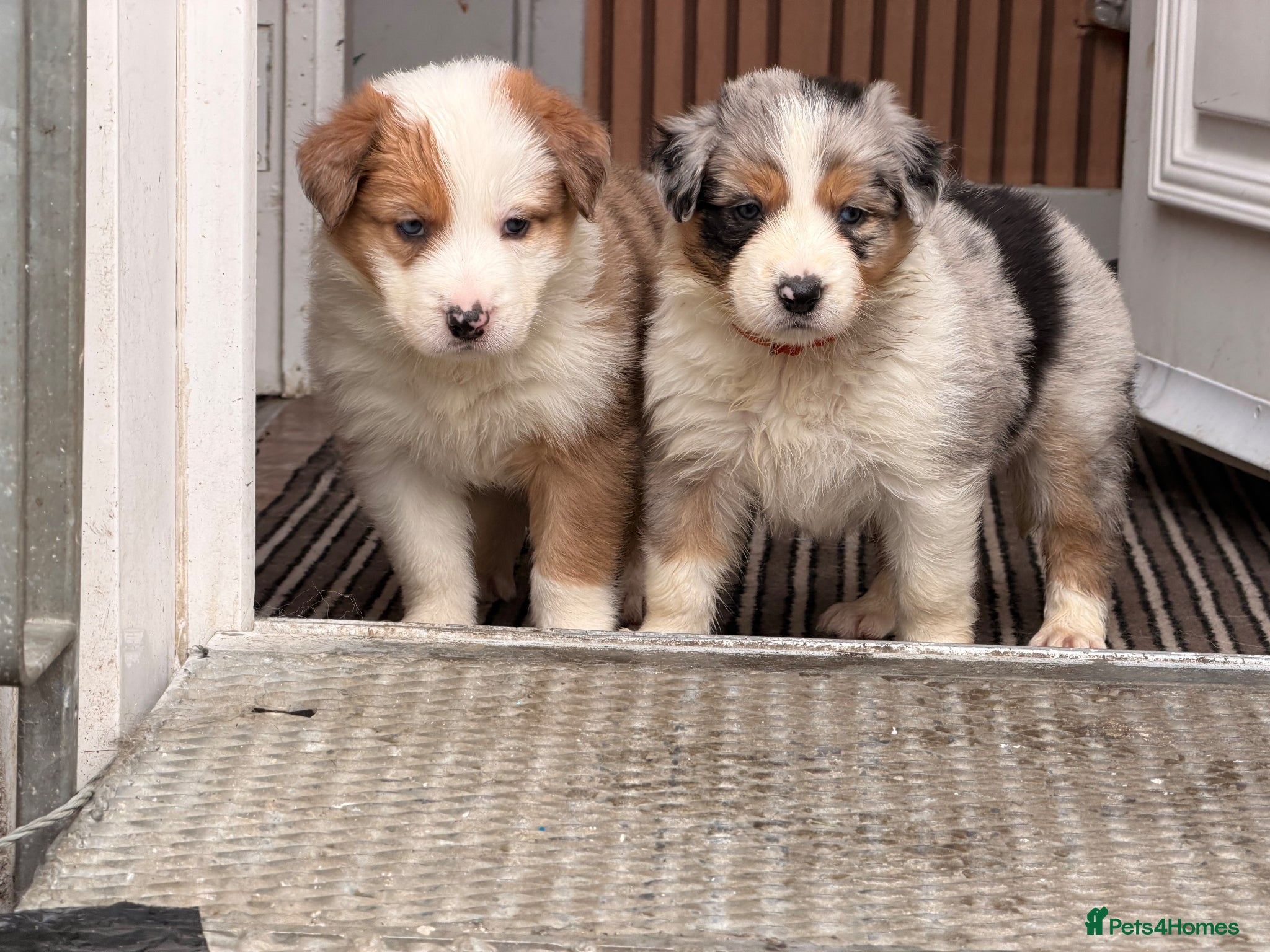 Border Collie dogs Stunning Show line puppies,various colours  - Advert 1