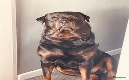 Rottweiler dogs for stud: Big boy ALVIN - Image 19