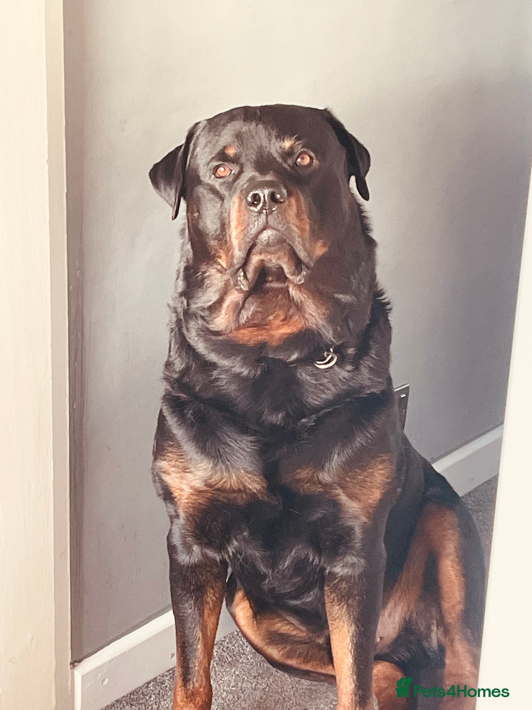 Rottweiler dogs for stud: Big boy ALVIN - Image 19