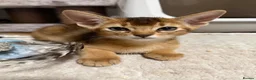 Abyssinian cats for sale: 🐾 Two Gorgeous Abyssinian Kittens 🐈‍⬛ - Advert 15